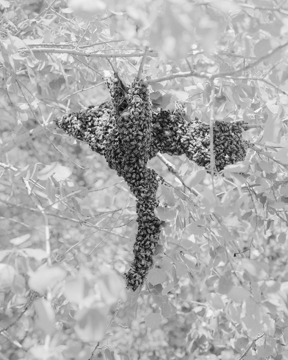 ФОТОКНИГА КАК ДИСЦИПЛИНА: (НЕ) СТРЕМИТЕЛЬНОЕ РАЗВИТИЕ. Самоорганизация Низина