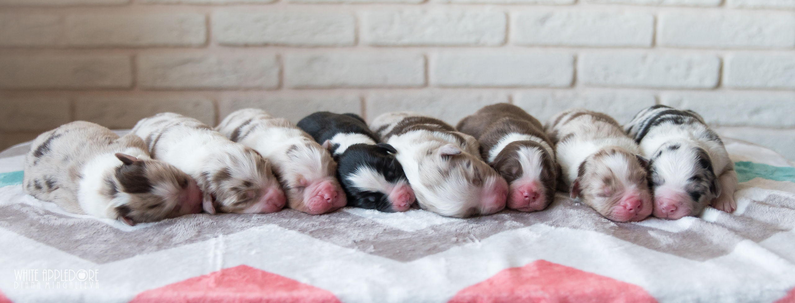PAST LITTERS. APPLEDORE