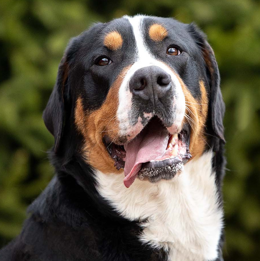 Санбёдс Афина