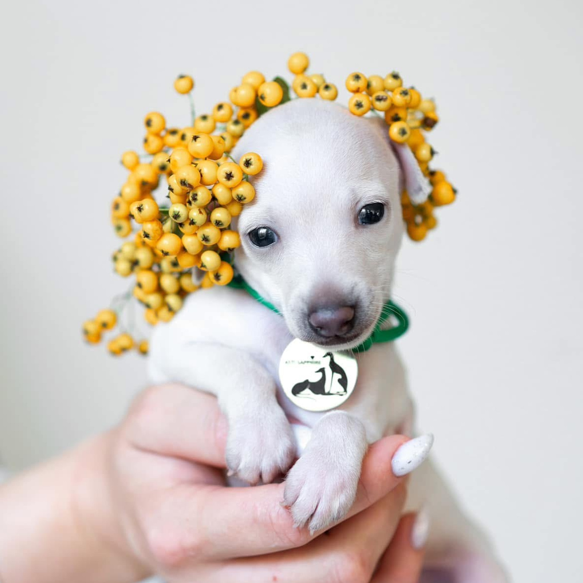 Питомник малой итальянской борзой (левретка) РКФ/FCI Asti Sapphire в Сочи. Профессиональный питомник левреток РКФ/FCI ASTI SAPPHIRE 💎 Сочи|Санкт-Петербург