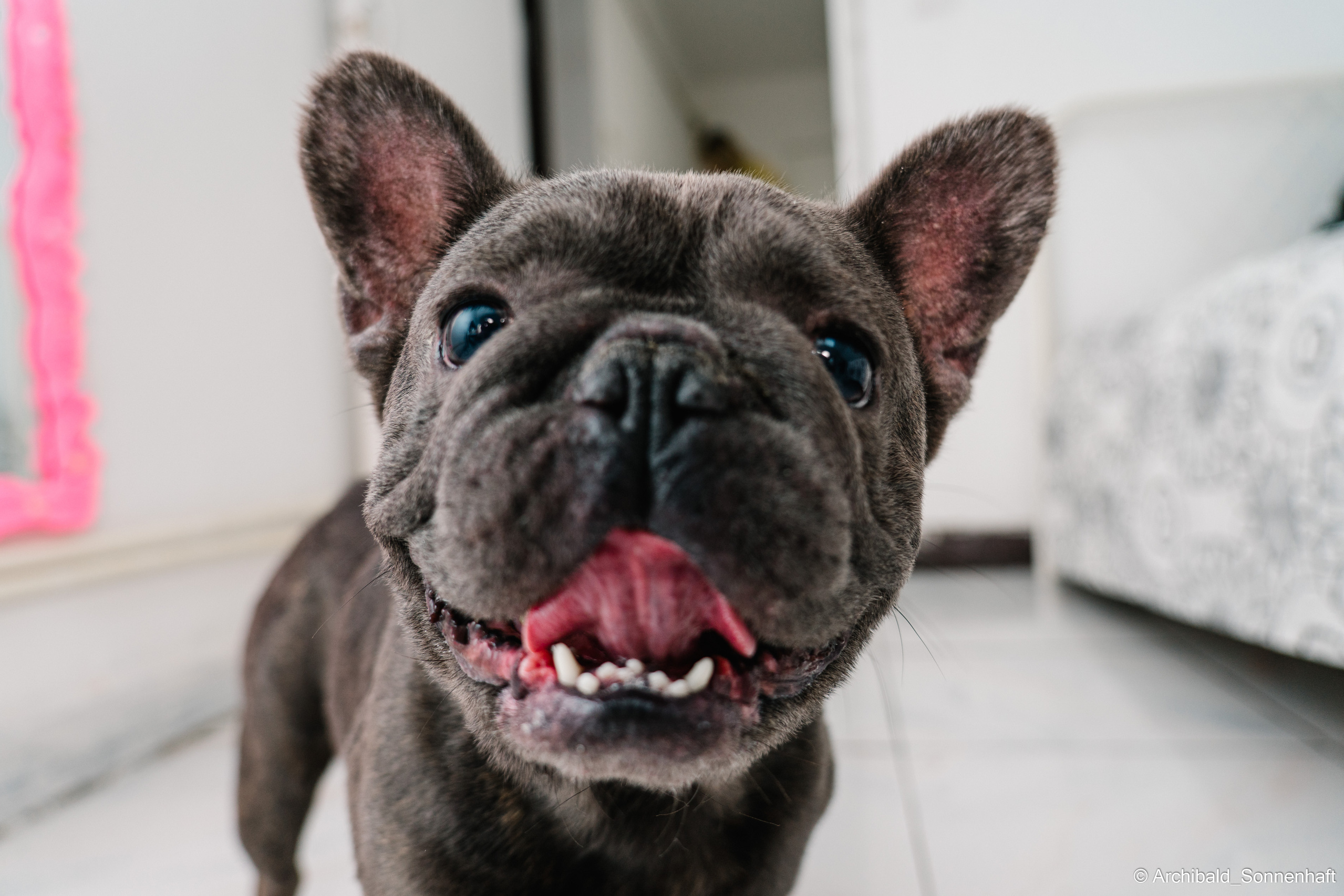 Cat and dog there. Photographer in Guangzhou, China. Archibald Sonnenhaft