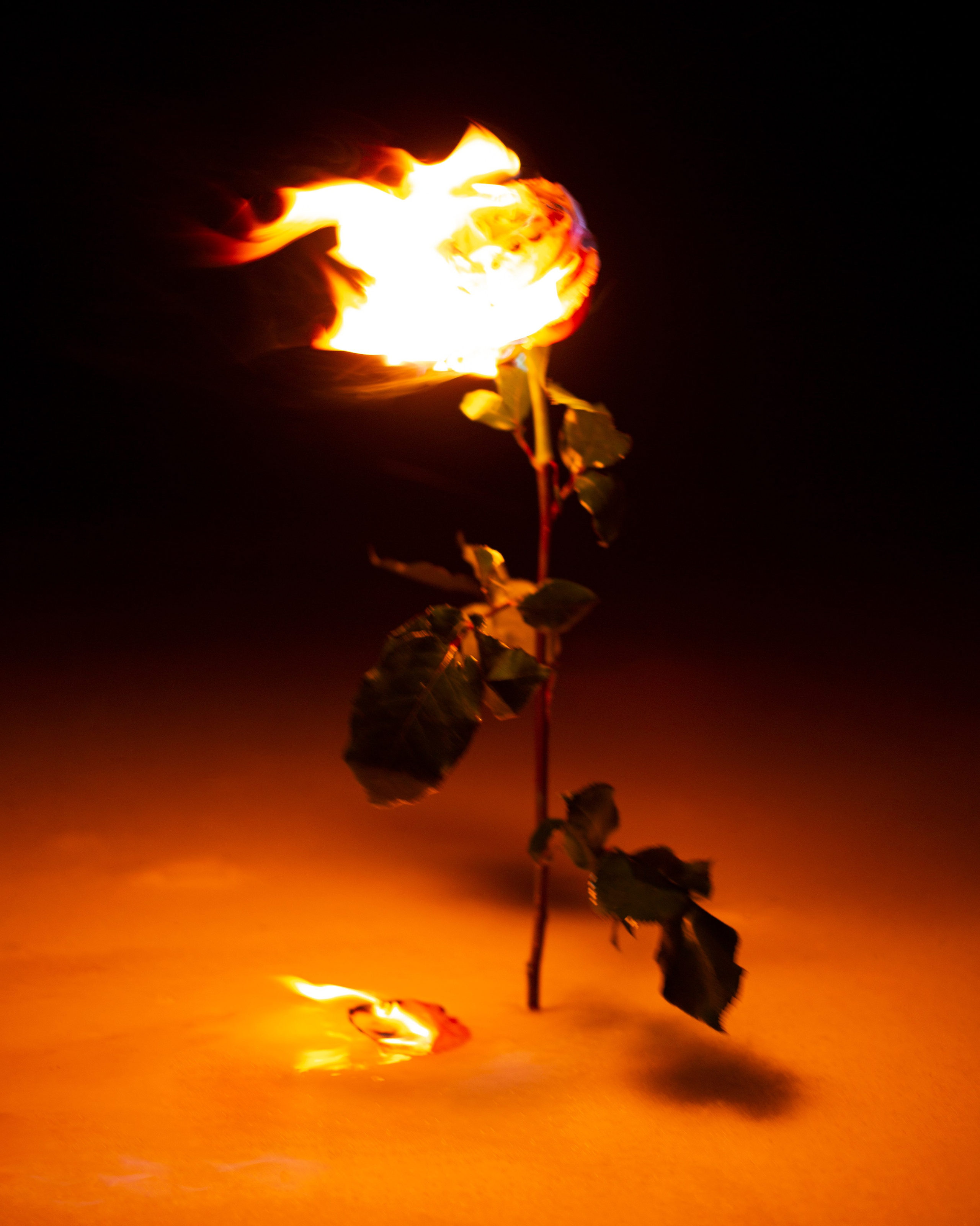 горящая роза