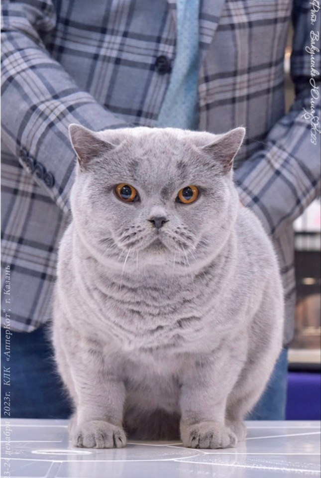 Кошки\Female. Mauna Gastonia