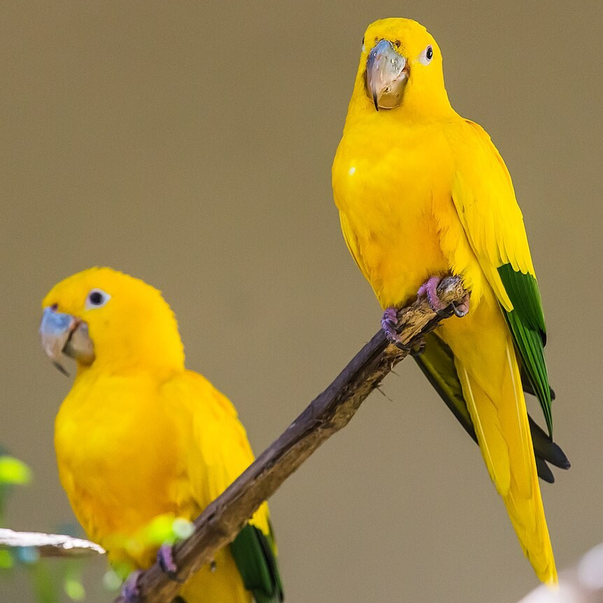 Мир попугаев — тропические птицы в зоопарке «Лесная Братва» Екатеринбург. Зоопарк уникальных животных Лесная братва