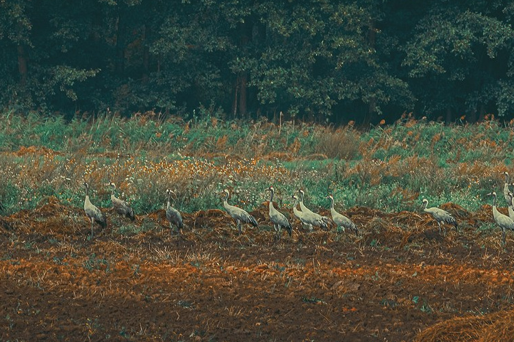 Алеся Максименко «Родные края». Декор для дома
