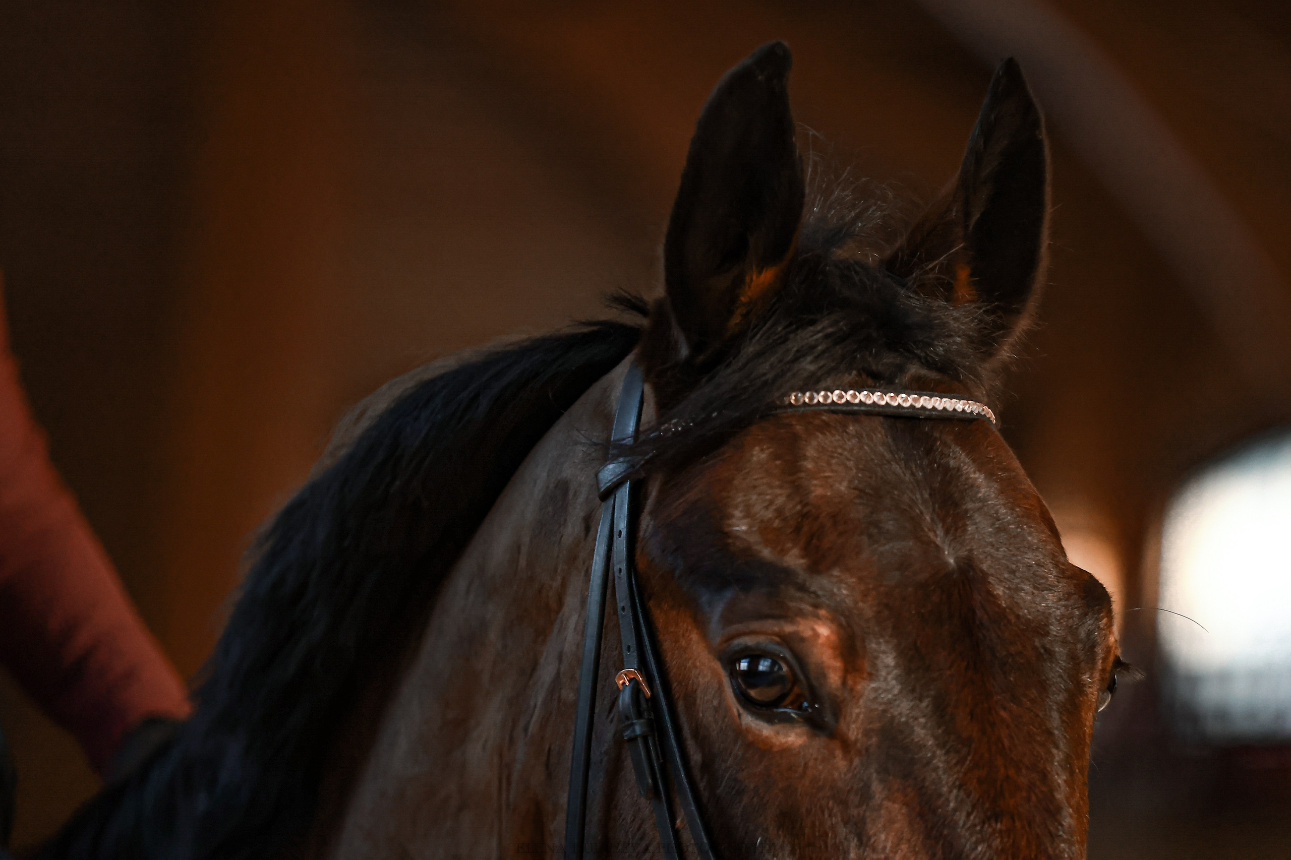 СТОИМОСТЬ ФОТО С ТУРНИРОВ. Конный фотограф Елена Дульцева