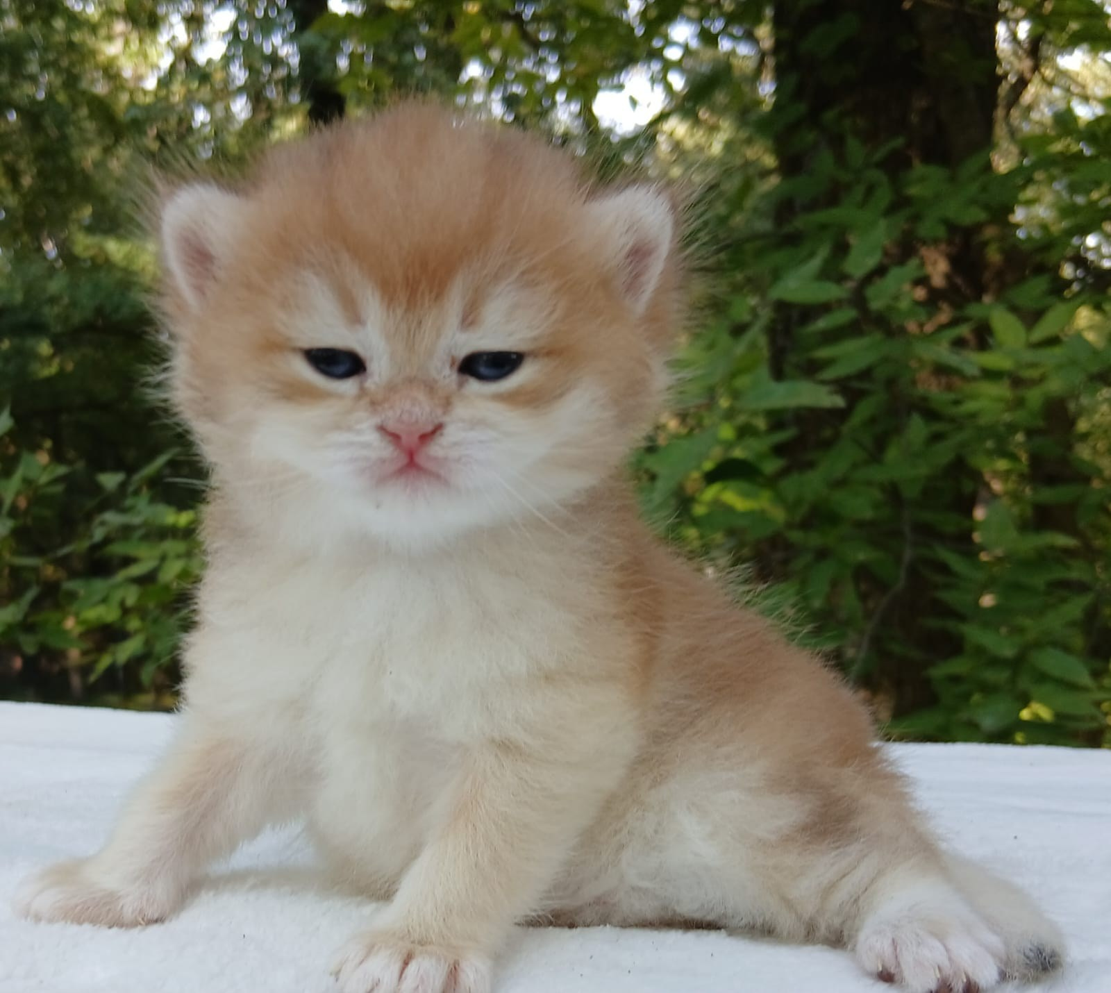 British shorhair Cats