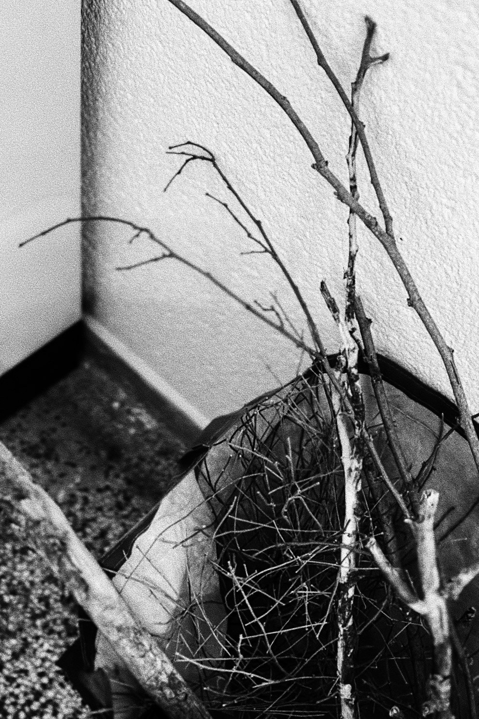 Тени звуков. Архив нереализованных идей