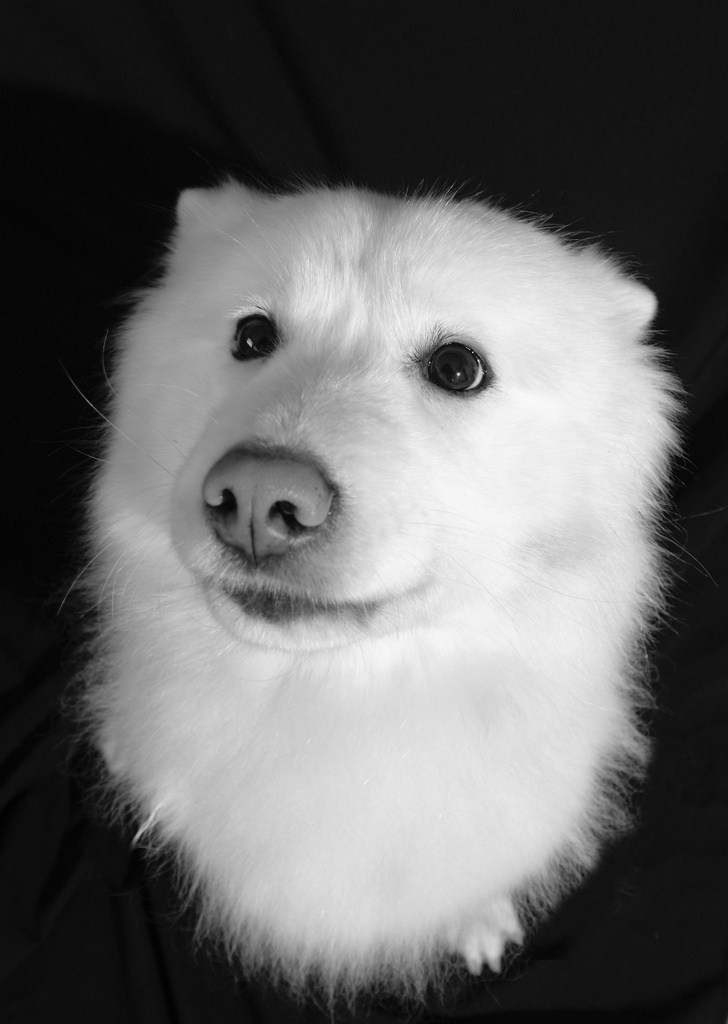 Фотография якутская лайка