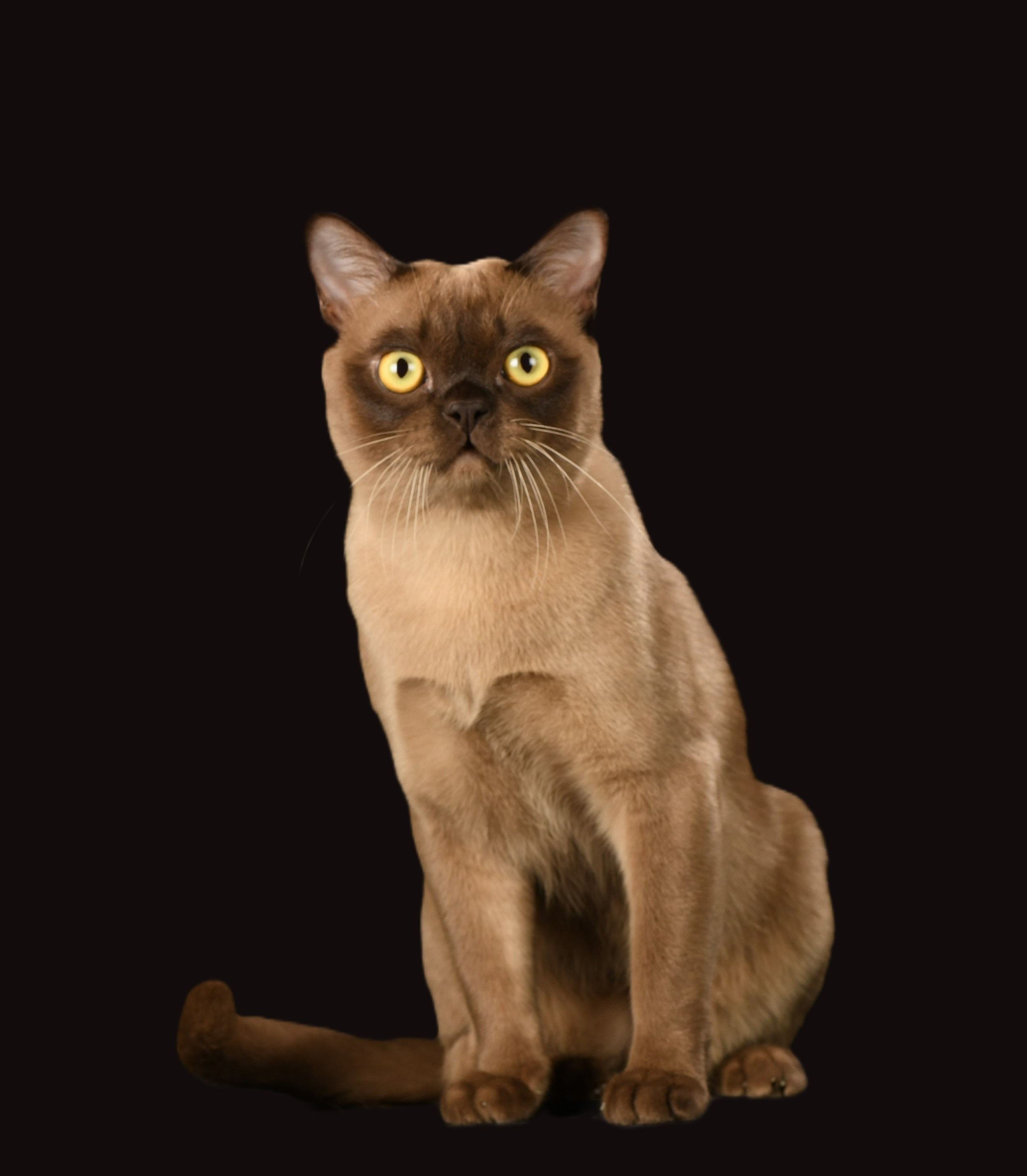 Котёнок американской бурмы. Las Burmas — питомник американской бурмы традиционных линий