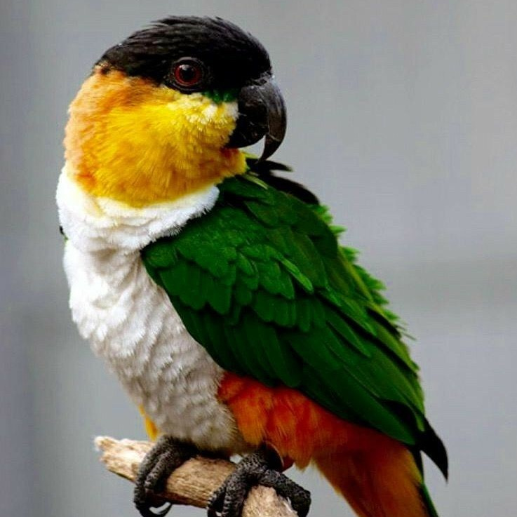 Попугай каик — игривая тропическая птица из Бразилии