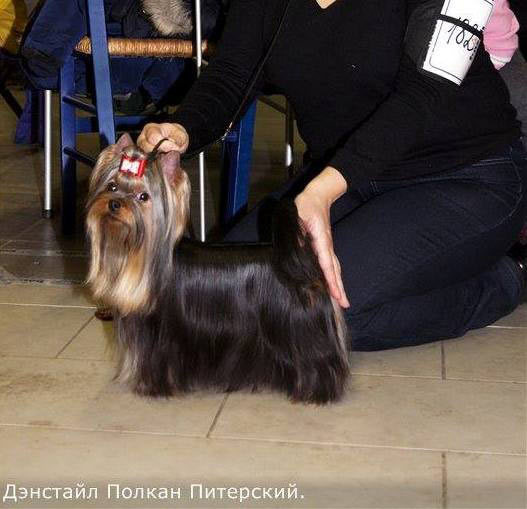 2014 г Результаты выставок. Питомник Йоркширских терьеров Дэнстайл в Санкт-Петербурге заводчик Тих