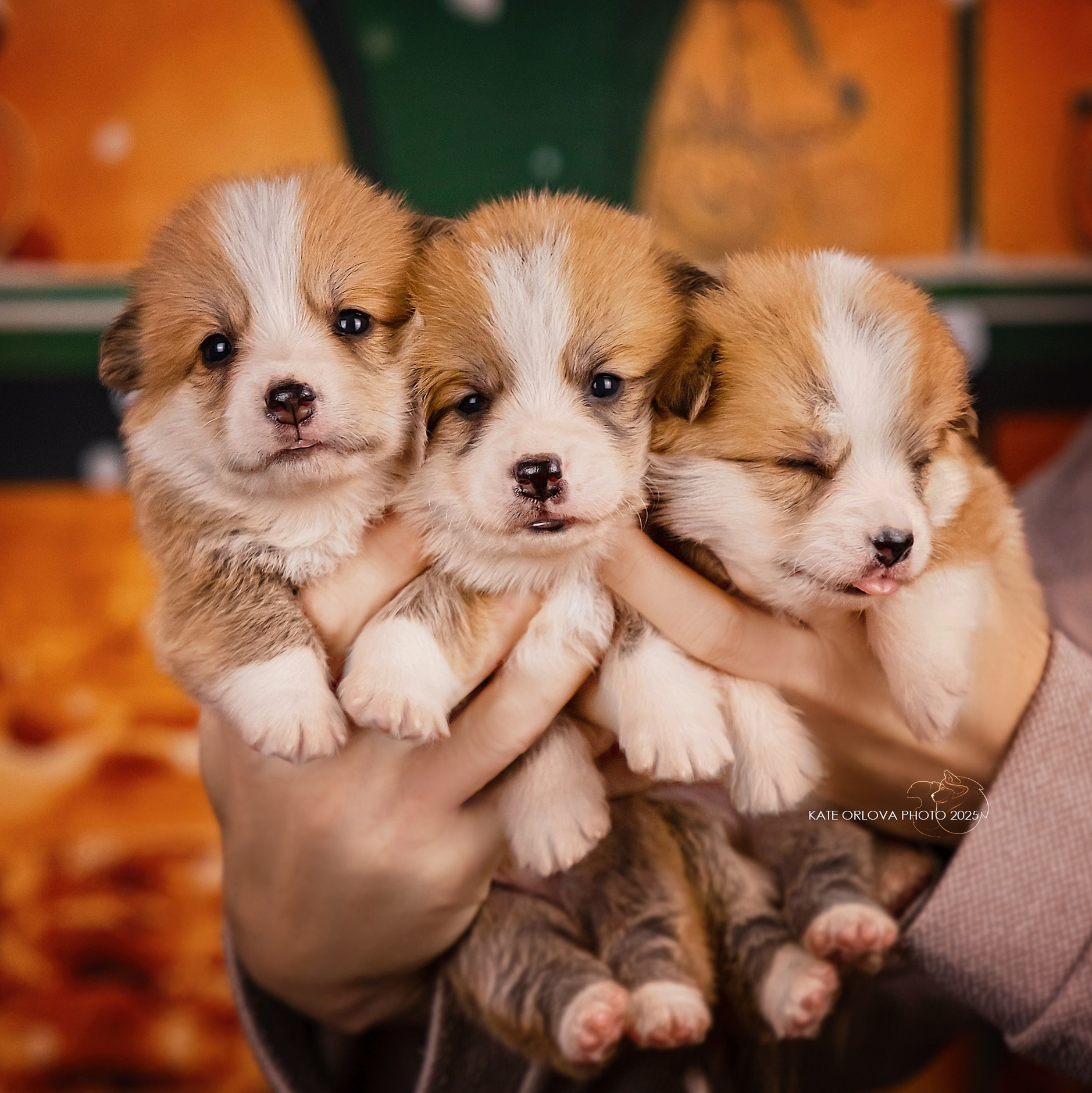 ЩЕНКИ. Kawaii Kuma питомник собак пород Корги пемброк, Акита ину, Сиба