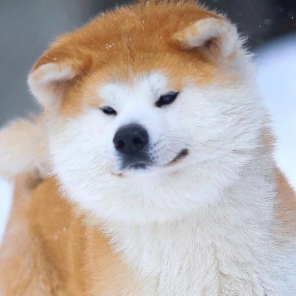 Breeding Plans. Kennel Akita inu