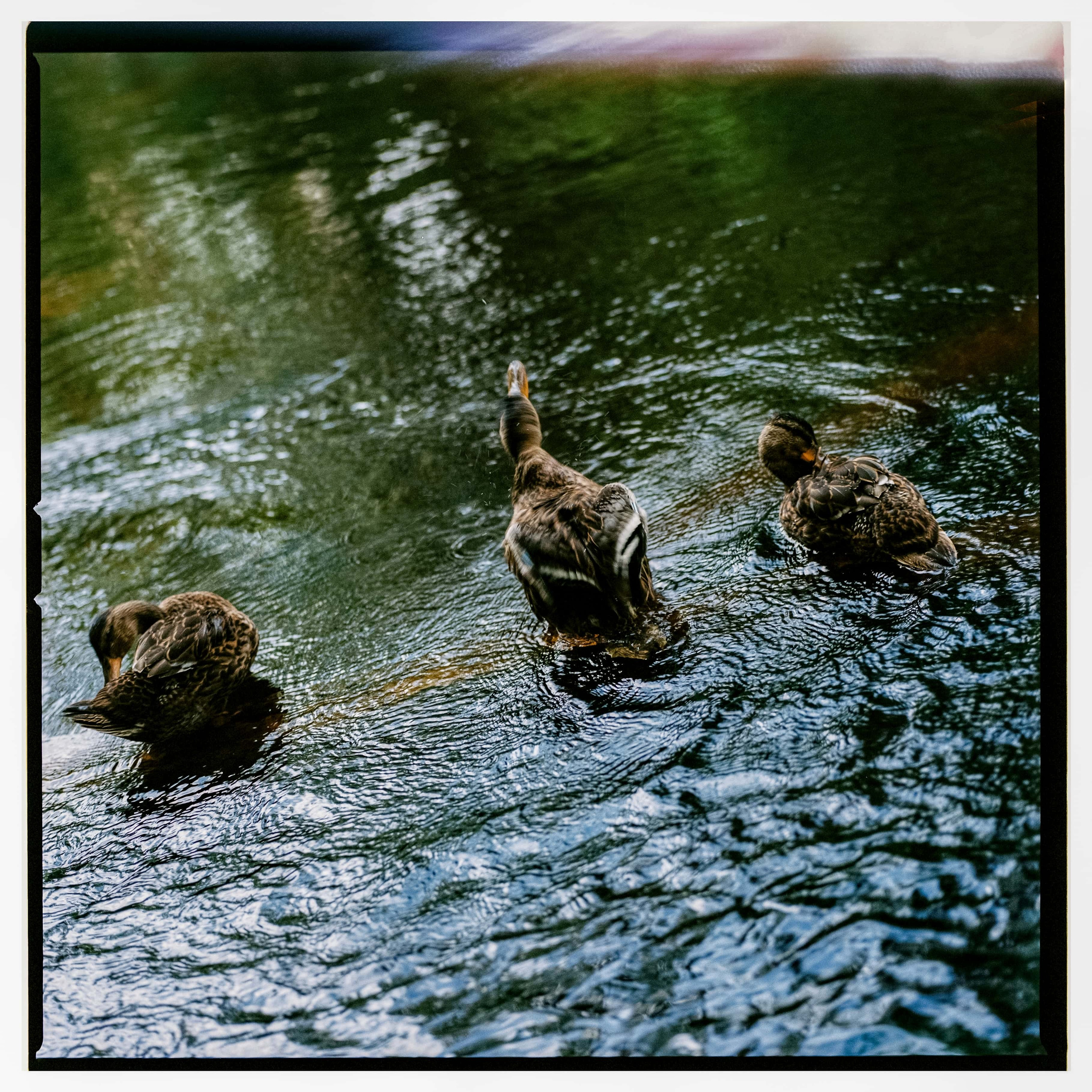 Ленобласть 2025. Стилист и плёночный фотограф Анастасия Шлокова в Санкт-Петербурге и Москве