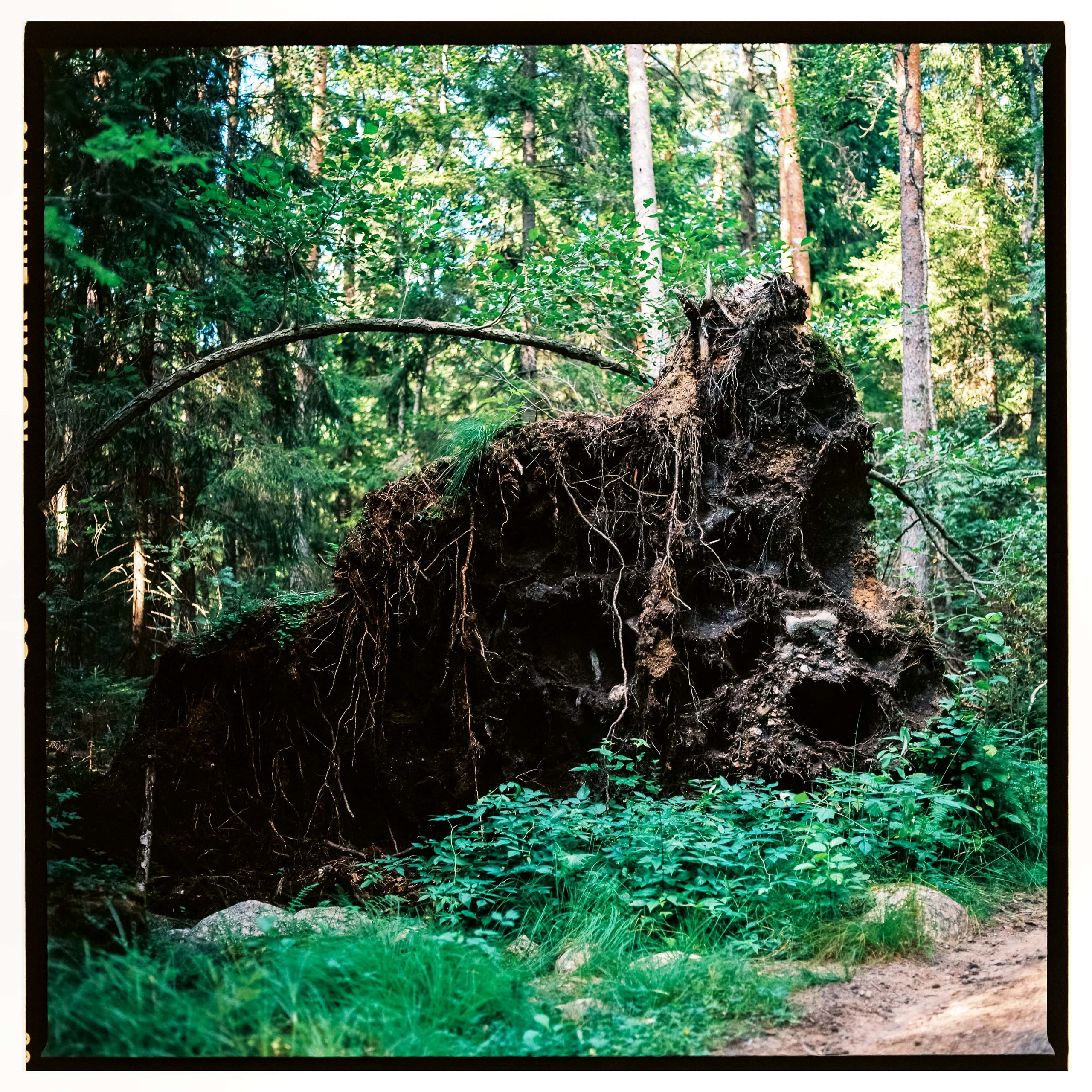 Ленобласть 2025. Стилист и плёночный фотограф Анастасия Шлокова в Санкт-Петербурге и Москве