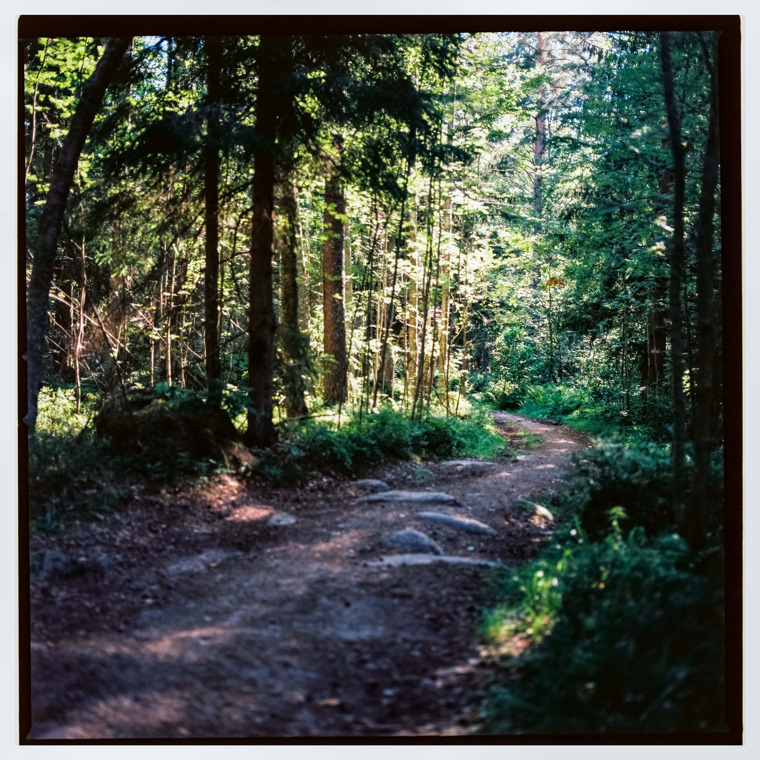 Ленобласть 2025. Стилист и плёночный фотограф Анастасия Шлокова в Санкт-Петербурге и Москве