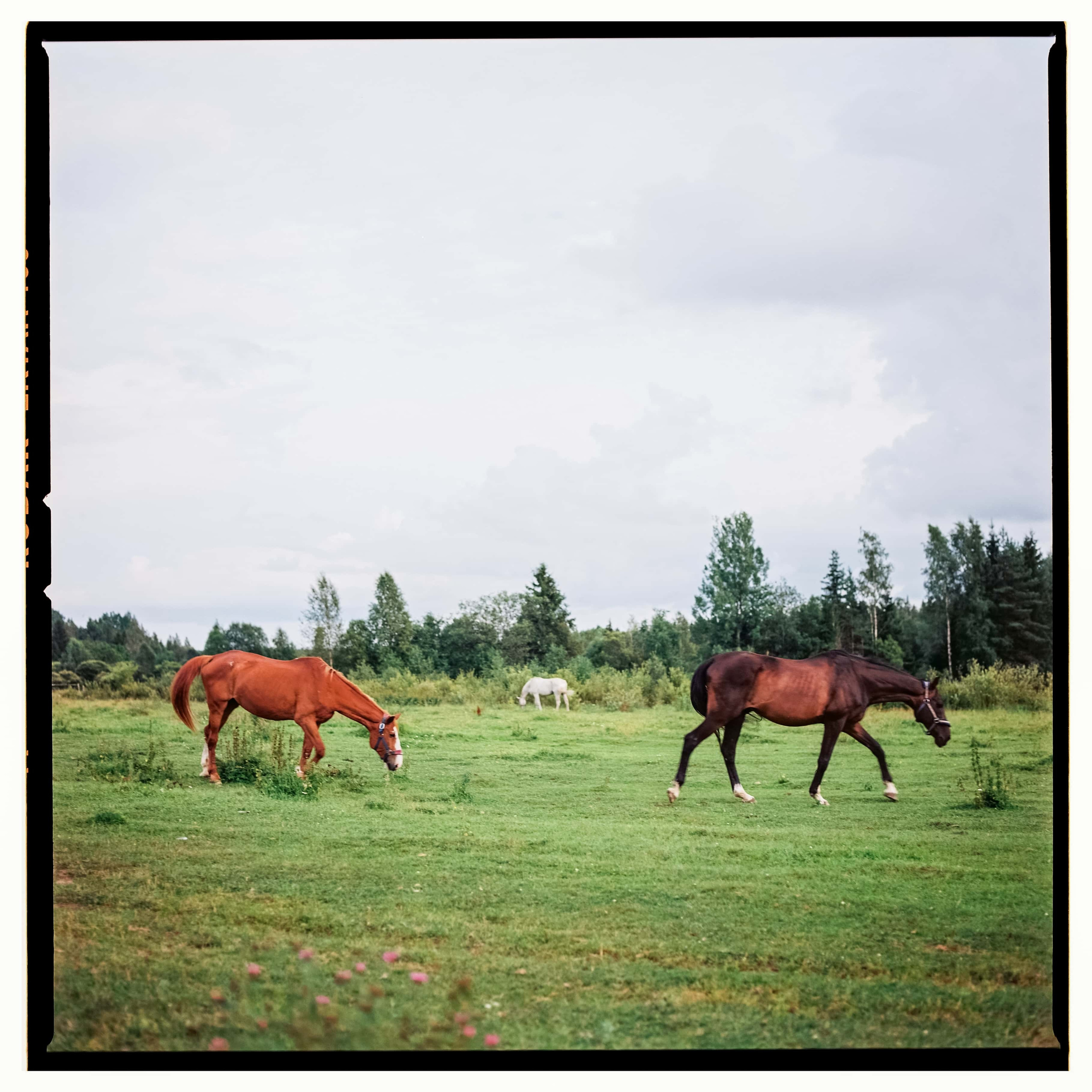 Ленобласть 2025. Стилист и плёночный фотограф Анастасия Шлокова в Санкт-Петербурге и Москве