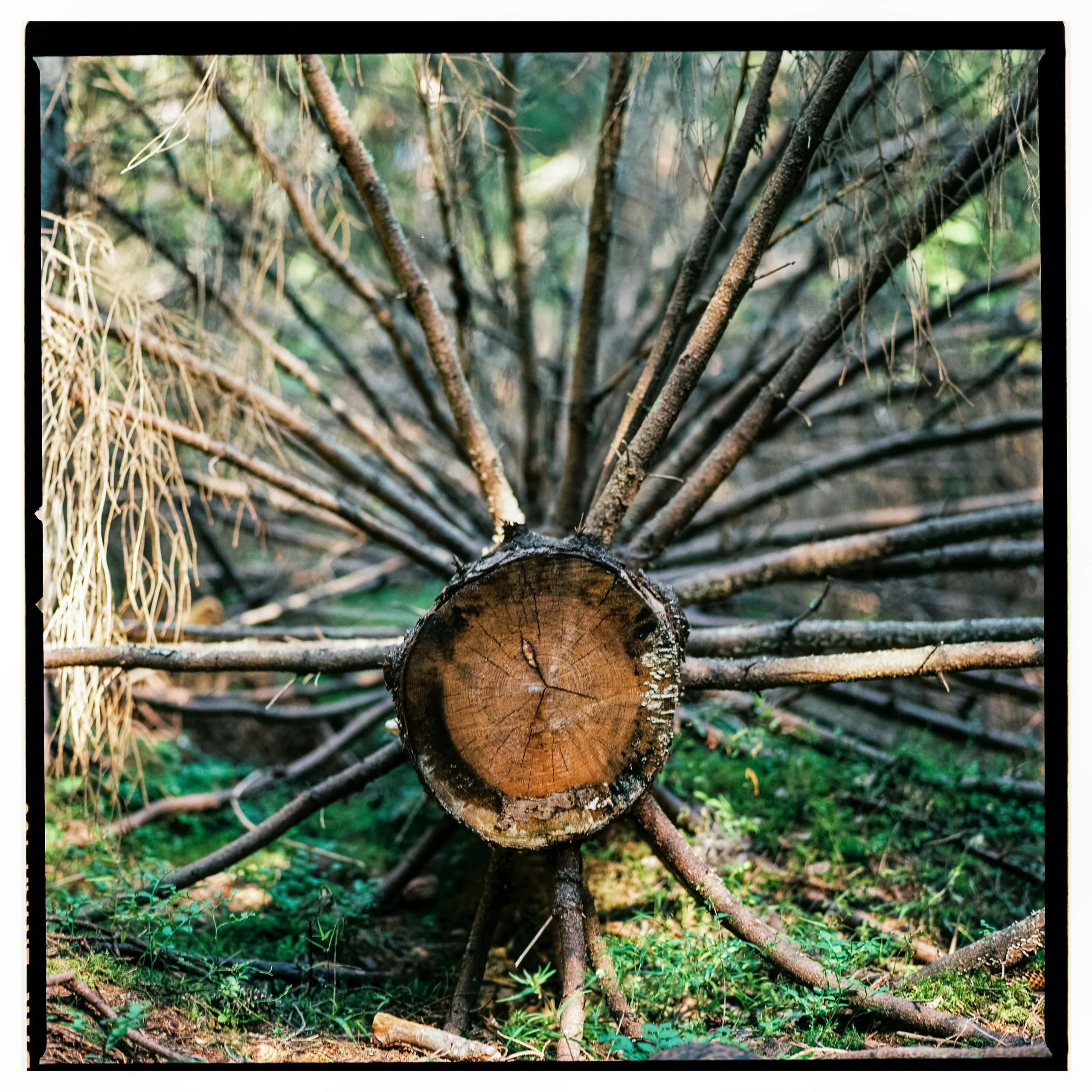 Ленобласть 2025. Стилист и плёночный фотограф Анастасия Шлокова в Санкт-Петербурге и Москве