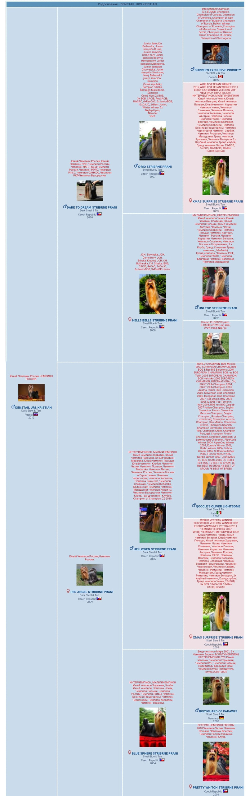 Дэнстайл Урс Кристиан. Питомник Йоркширских терьеров Дэнстайл в Санкт-Петербурге заводчик Тих