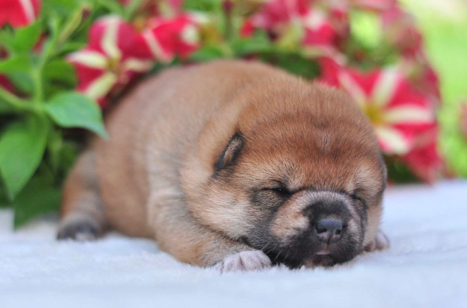 сиба щенок купить питомник RUBYLIGHT