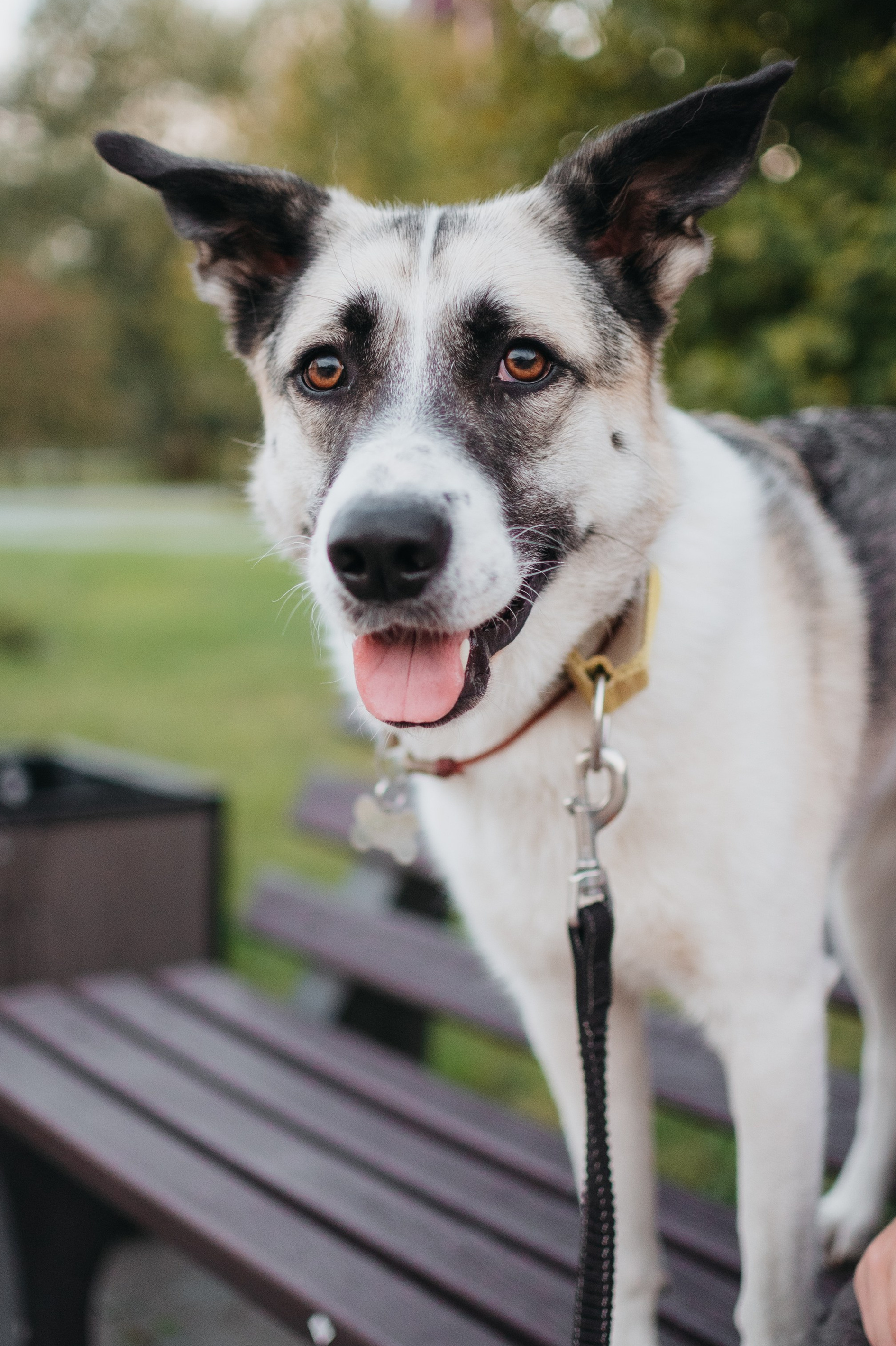 Животные на пристройство. Фотограф-анималист Валерия, Москва, Мытищи