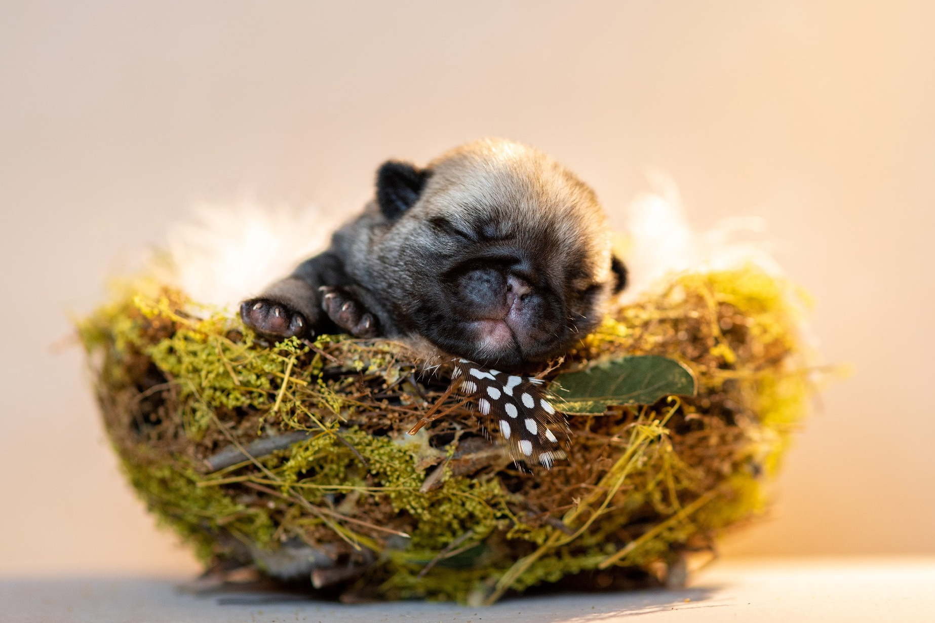 новорожденный щенок в гнезде