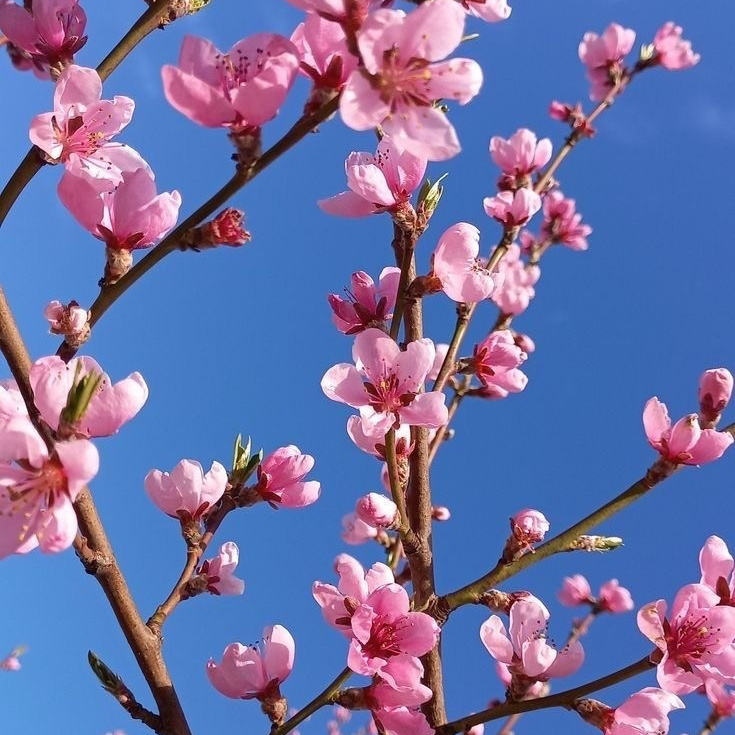 Portrait ng babae sa ilalim ng cherry blossoms sa Busan South Korea