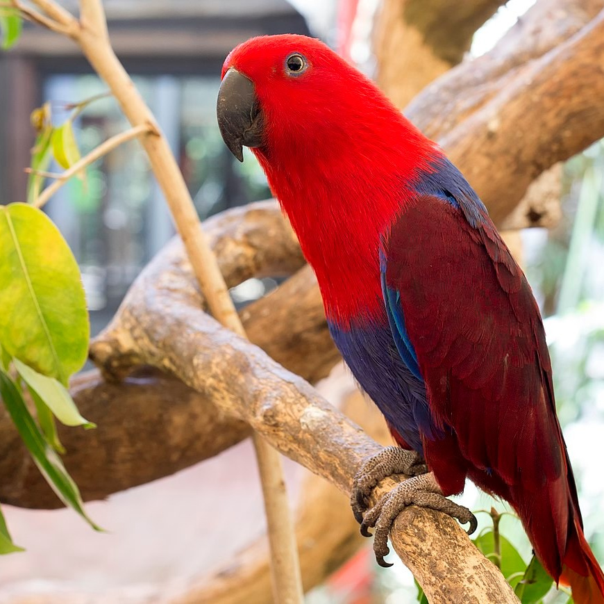 Благородный попугай с ярко-зелёным оперением в зоопарке