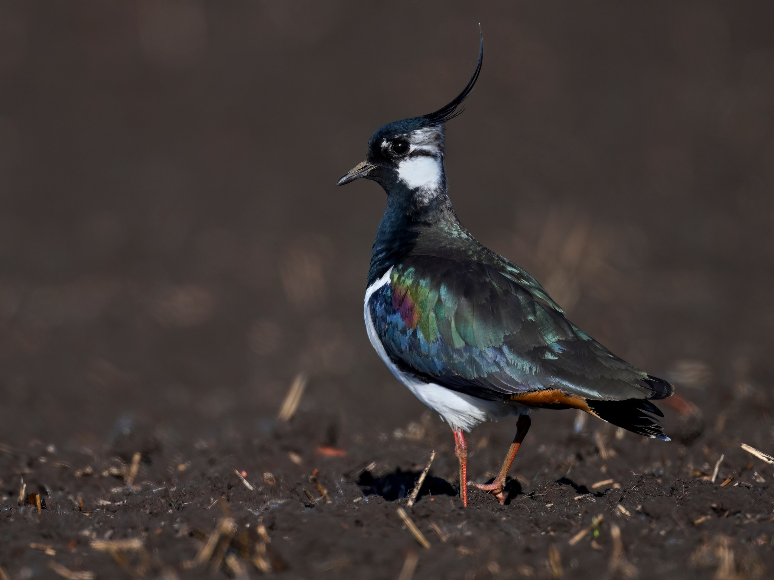 Драки лысух и лунь. Фотограф Сергей Пупонин