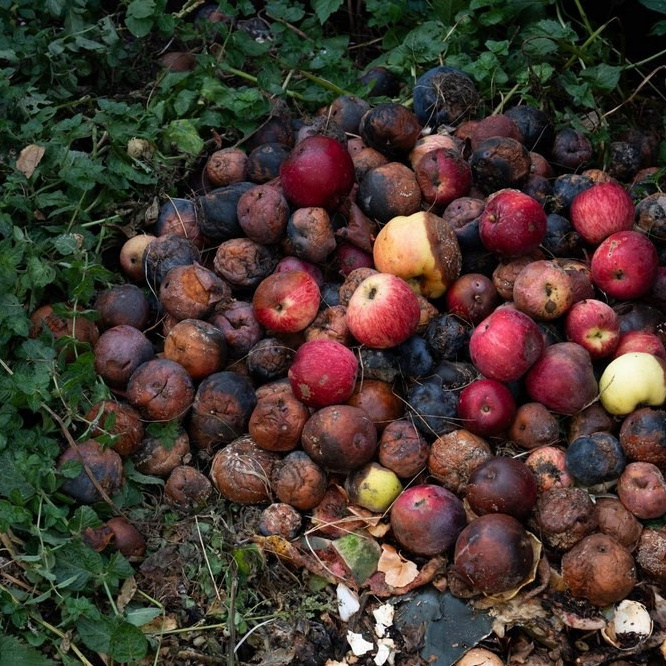 ФОТОсинтез. Могилевцева Дарья фотограф междисциплинарный художник