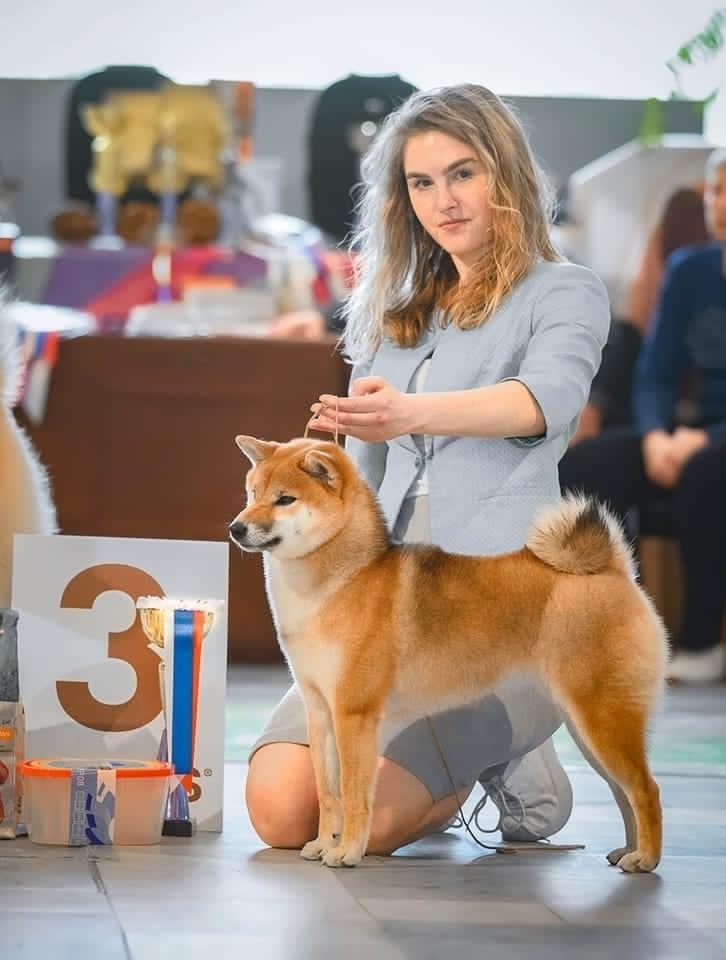 2022. SHIOMARU Shiba and Akita Inu Kennel