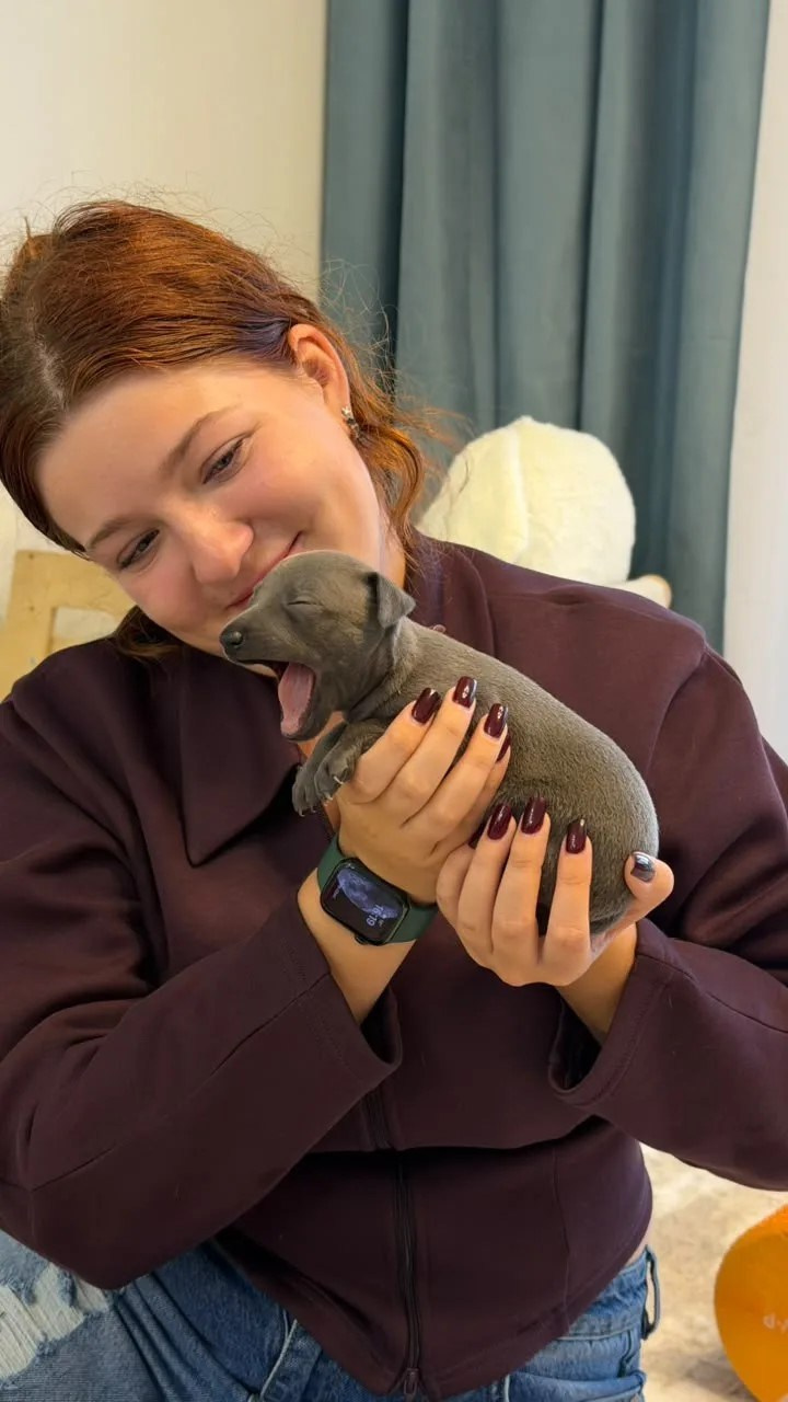 Сладкий сентябрь. Professional Italian Greyhound Kennel RKF/FCI ASTI SAPPHIRE 💎 Sochi|St. Petersburg