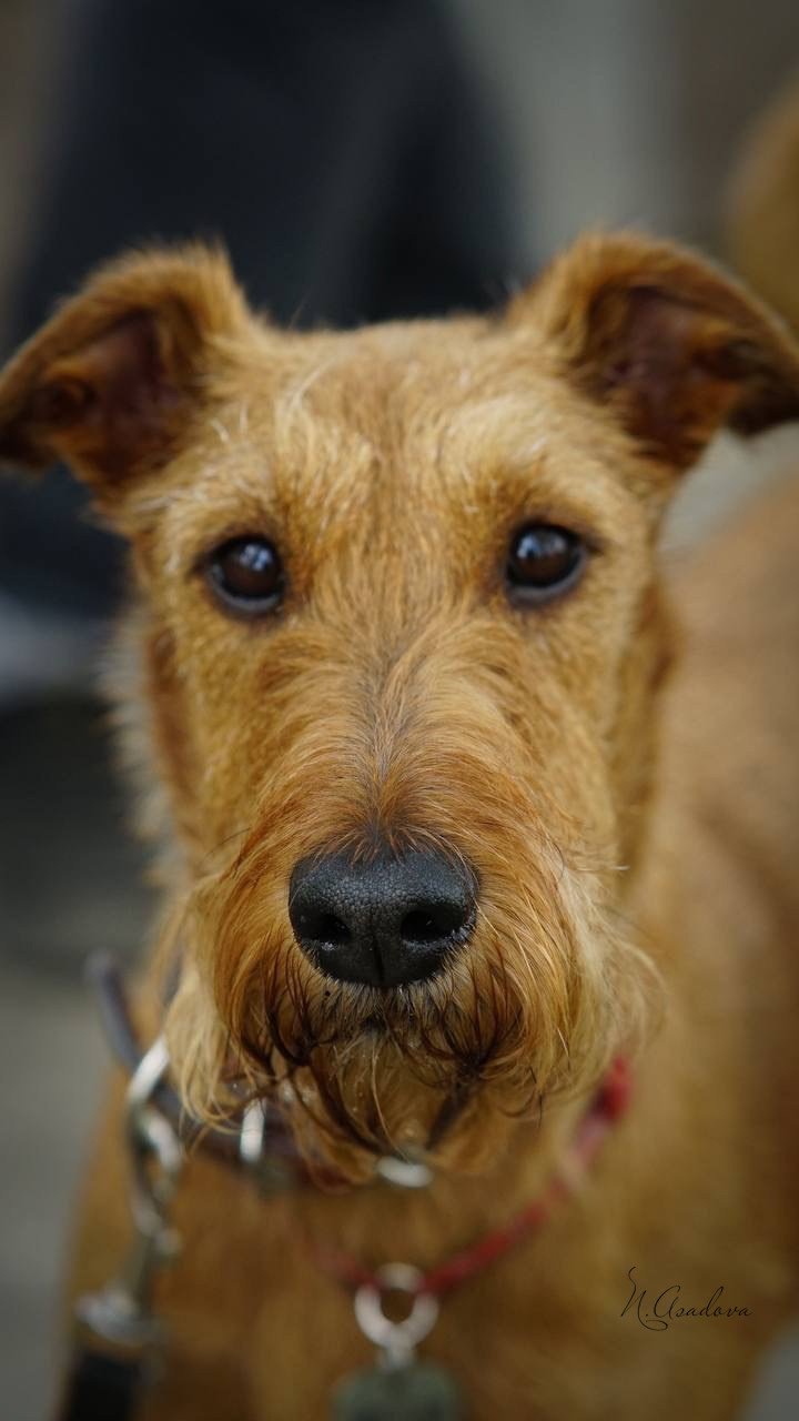 Услуги. Фотограф-анималист Асадова