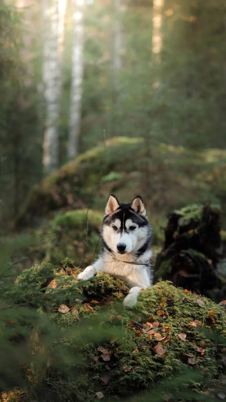 Наш корм. Полнорационный корм для северных ездовых собак