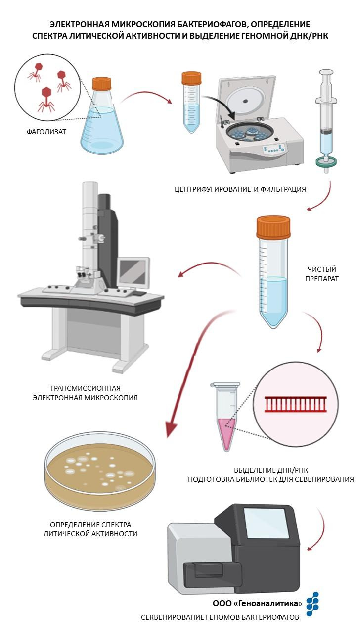 Поиск бактериофагов. Главная