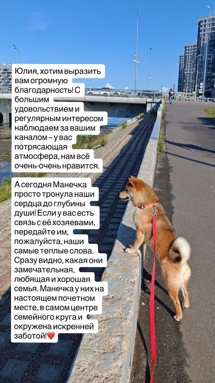 Лесная черника и Манечка. Питомник сиба-ину «Sharm Grais» в Краснодаре