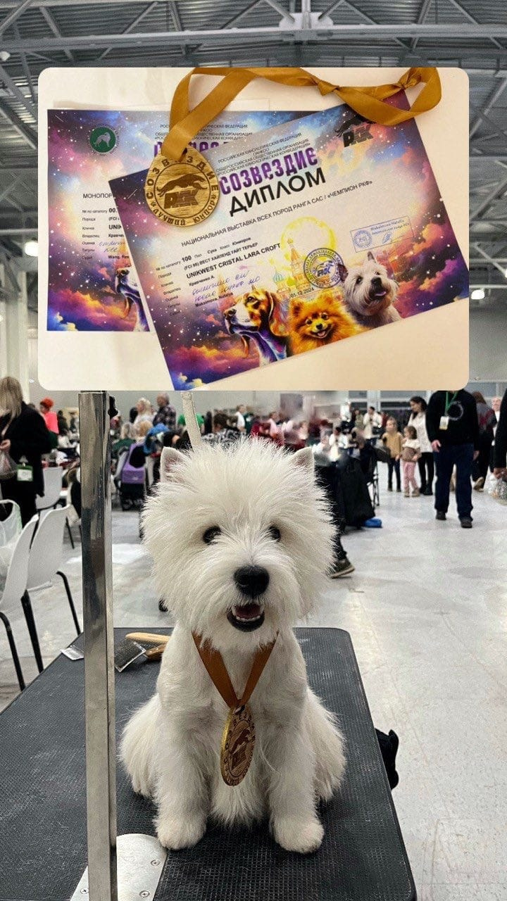 Выставка «Созвездие-24» и монопородная выставка. Питомник собак породы вест хайленд вайт терьер в Москве