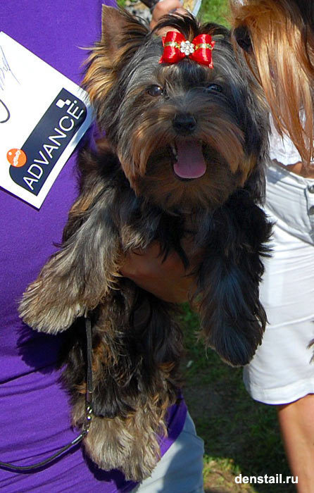 2009-2010 г Результаты выставок. Питомник Йоркширских терьеров Дэнстайл в Санкт-Петербурге заводчик Тих
