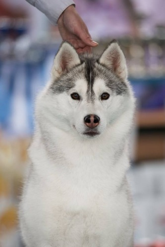 Новости питомника Ice Fantasy. Купить щенка Вельш-корги-кардиган в семейном питомнике — Ice Fantasy