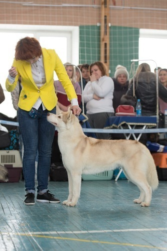 Новости питомника Ice Fantasy. Купить щенка Вельш-корги-кардиган в семейном питомнике — Ice Fantasy