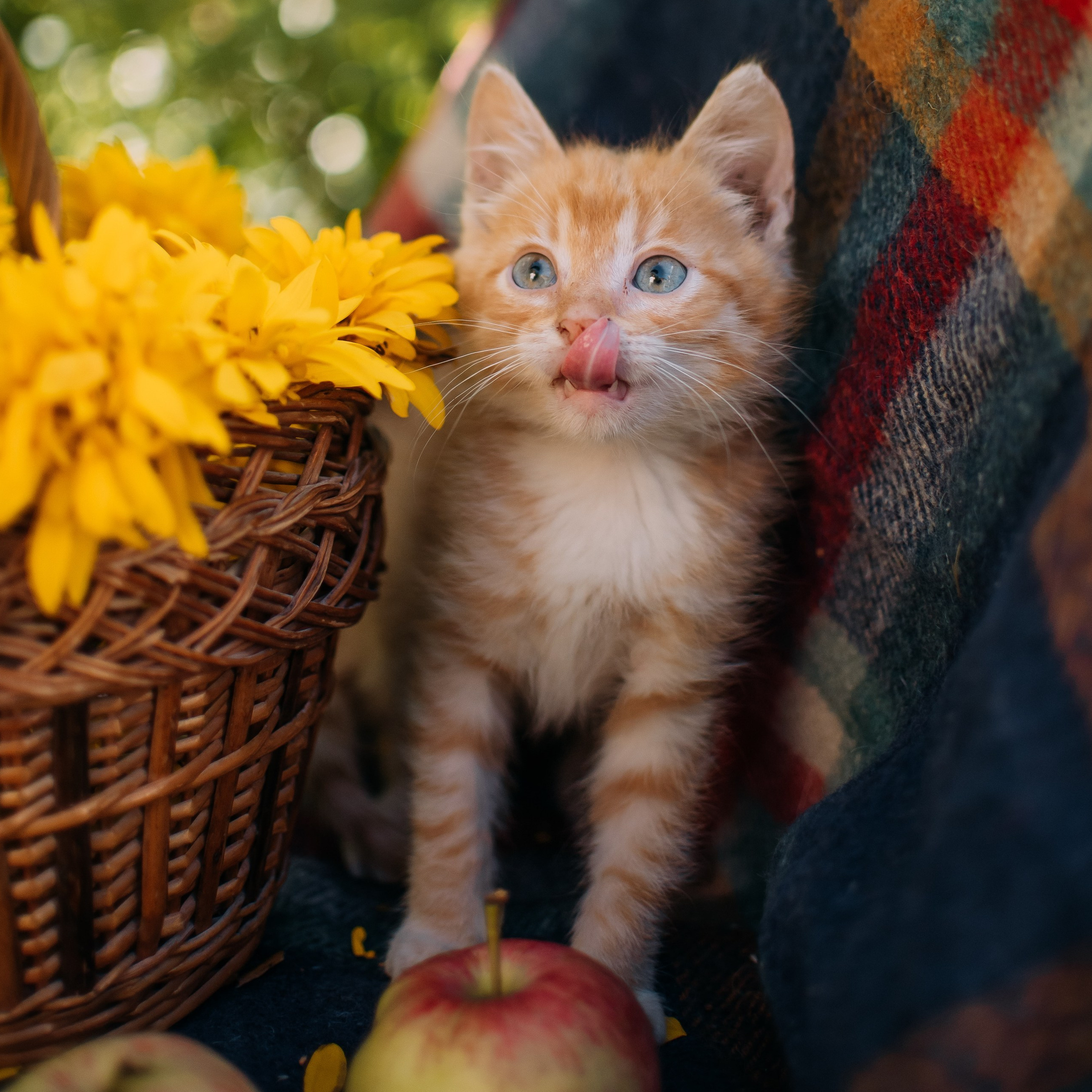 Услуги и цены. Фотограф-анималист Валерия, Москва, Мытищи