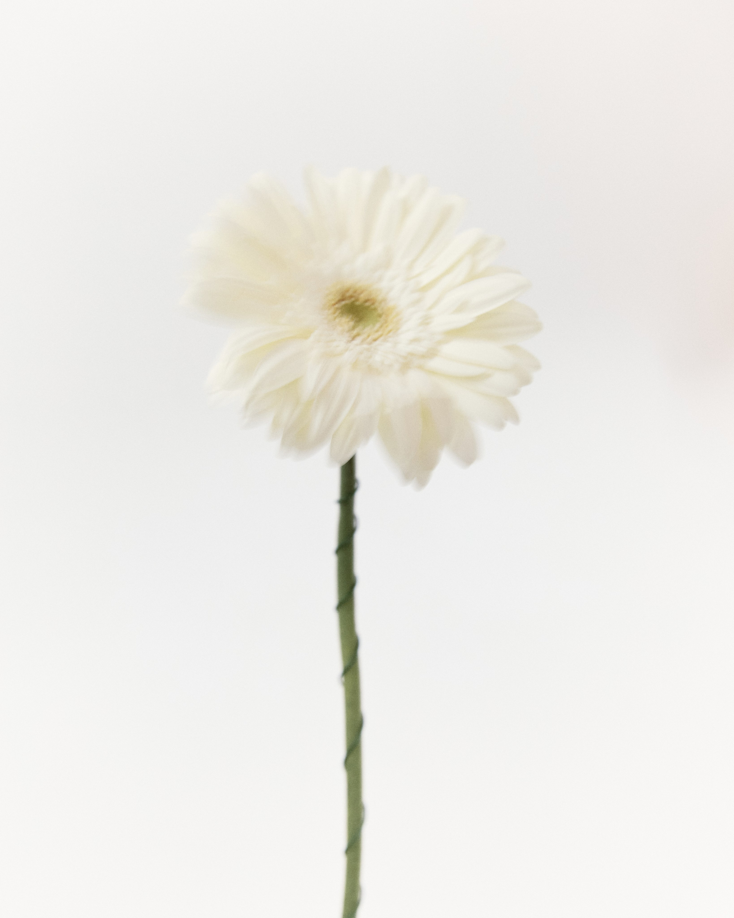 Daria Tarasova Photography