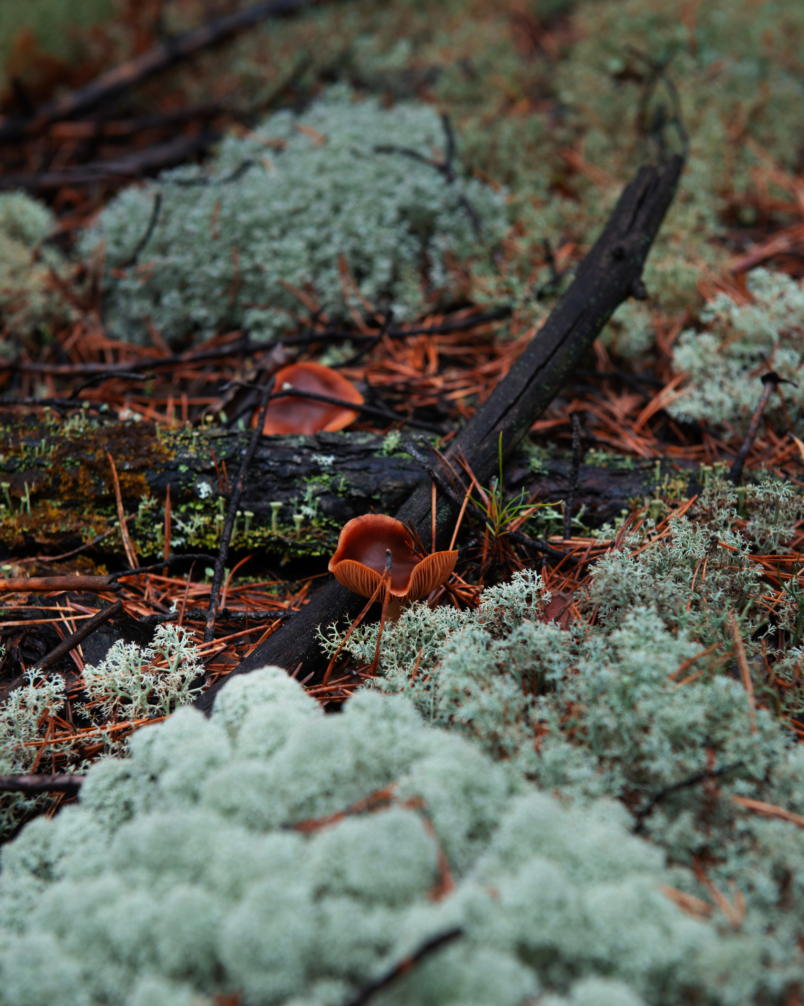 Ну вот как эту красоту не показать? А точнее, как о ней рассказать, если не показать?. Профессиональная High-End Ретушь | Ретушер и предметный фотограф Алла Белова