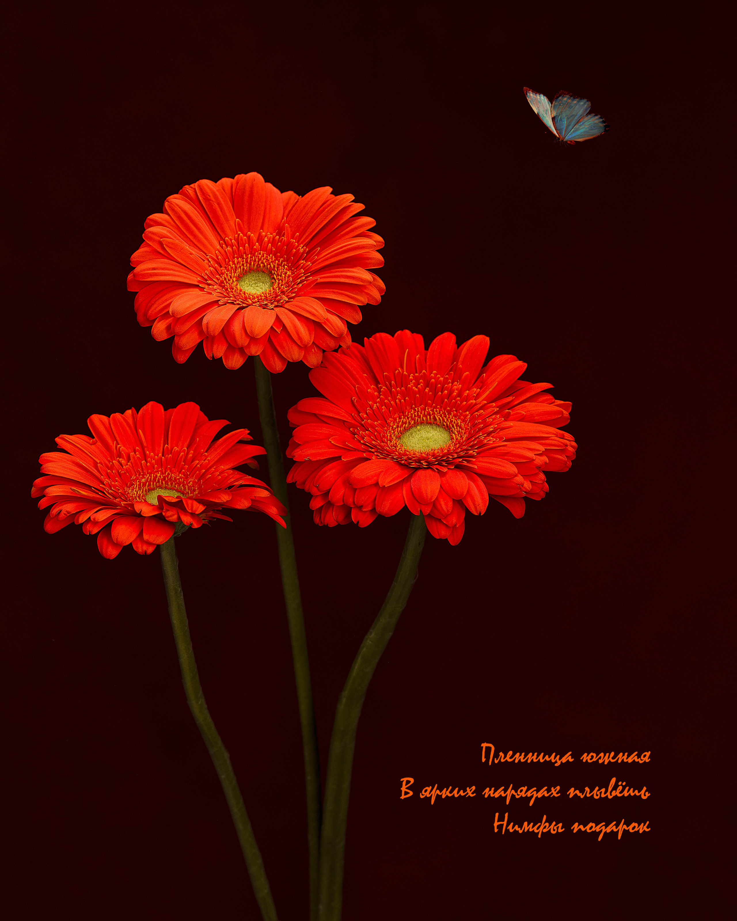 Фотопроект «Primavera». Портретный фотограф в Челябинске Катерина Руди