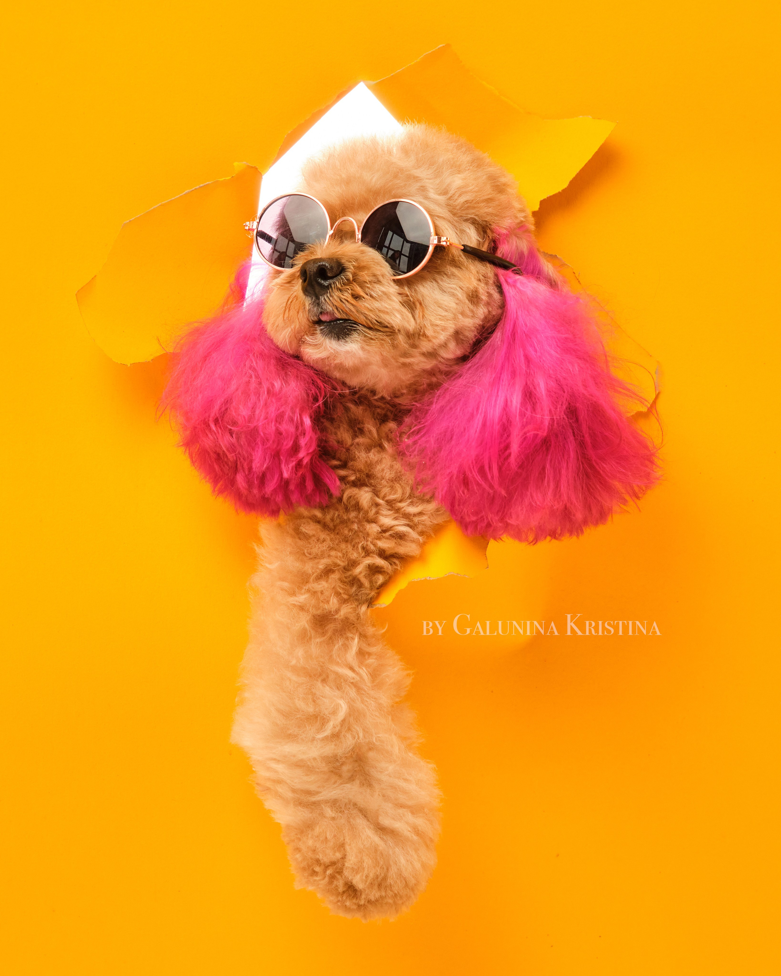 Фото с животными. Фотограф в Москве — Галунина Кристина