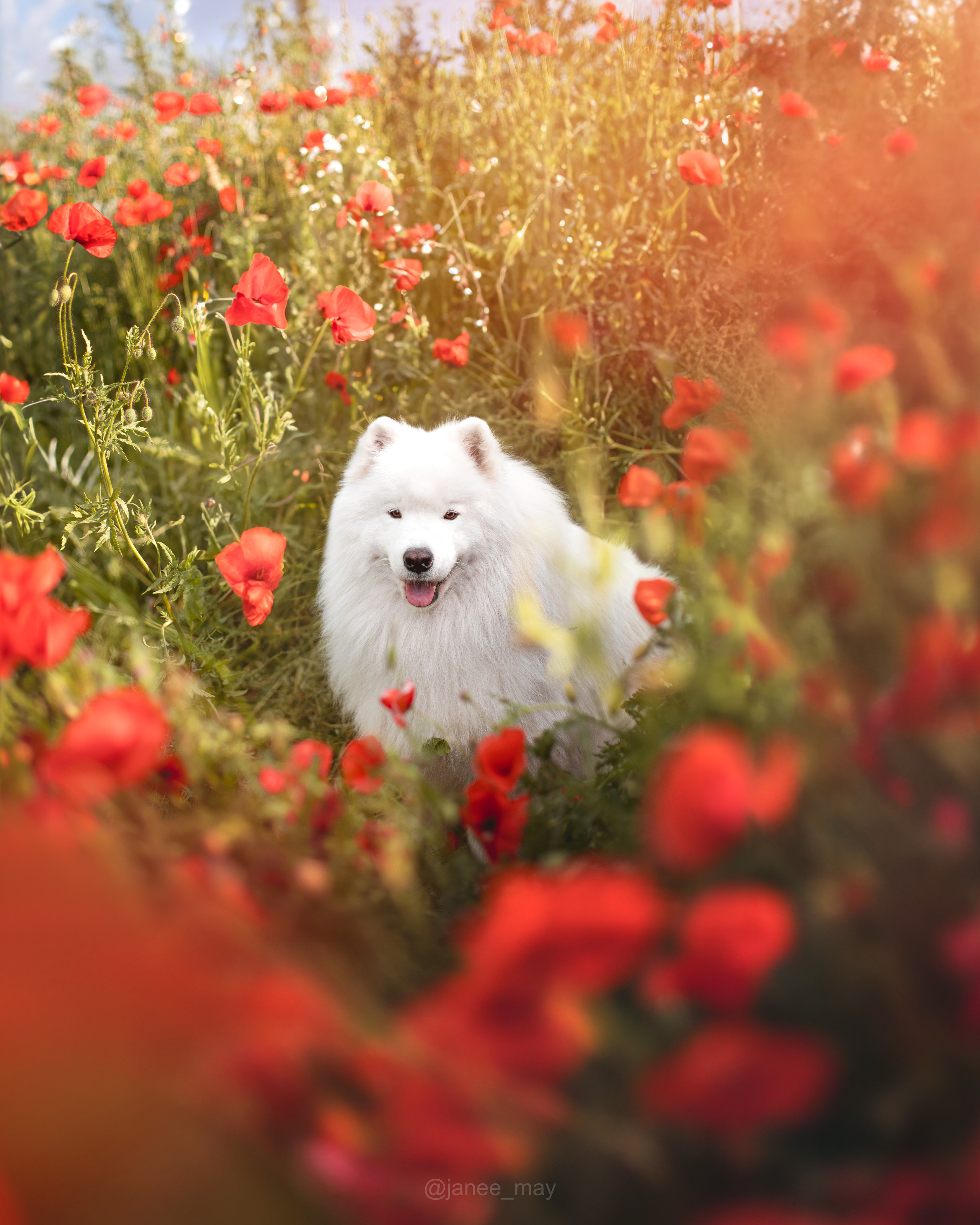 Фотограф анималист в Москве Майорова Евгения