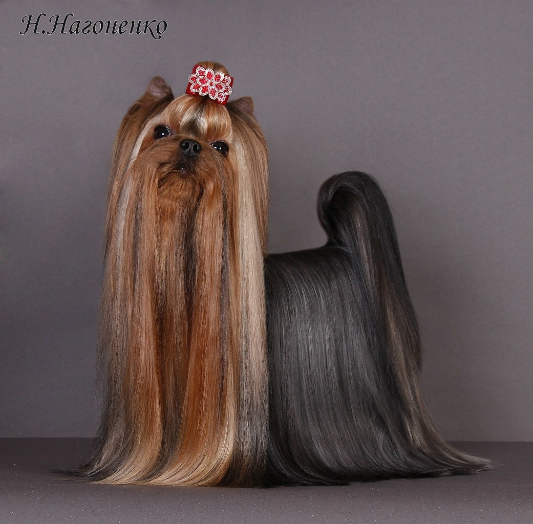 Dare To Dream Stribrne Prani. Питомник Йоркширских терьеров Дэнстайл в Санкт-Петербурге заводчик Тих