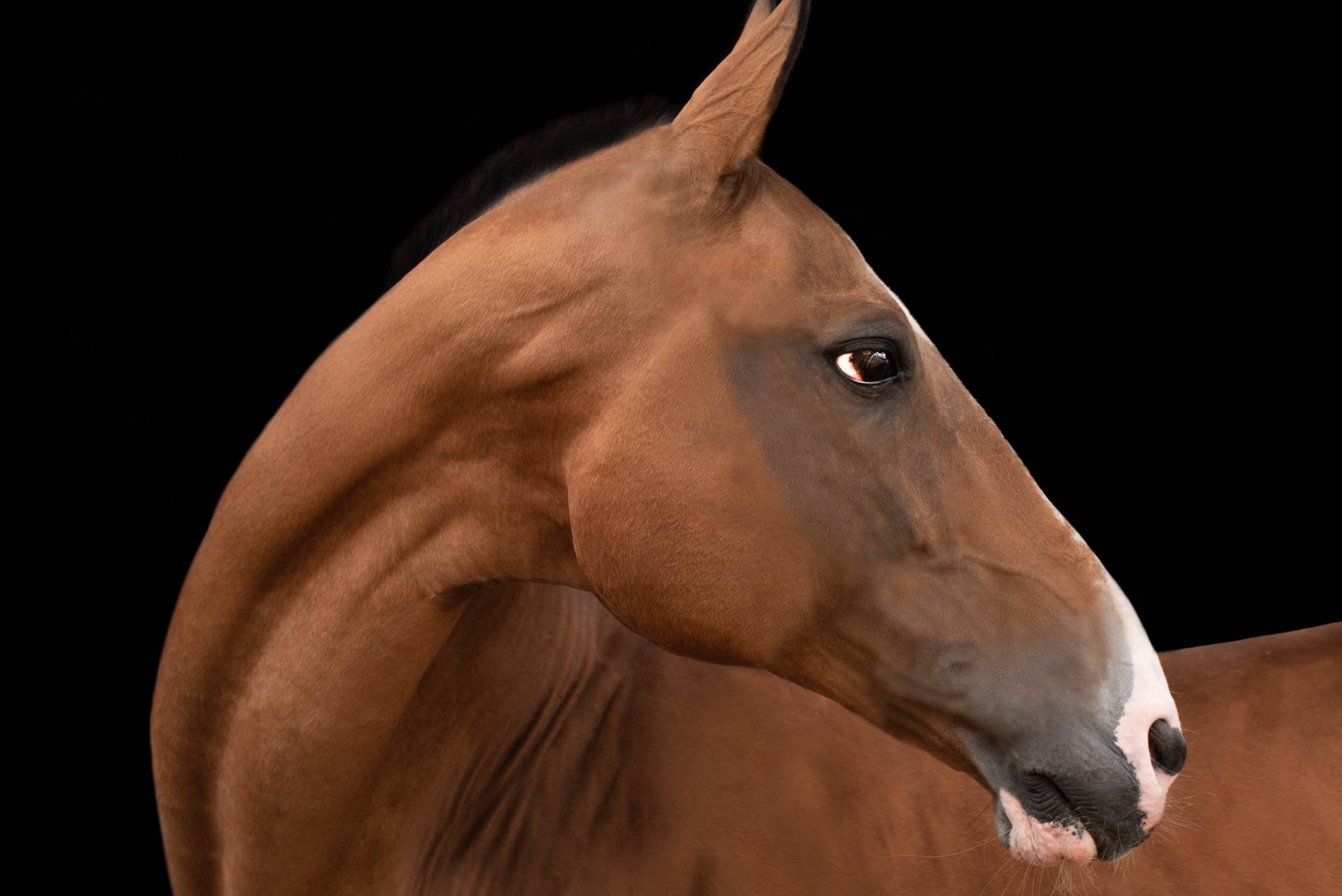 фотограф, фотовыставка, фотограф в СПб, питер фотограф, конный фотограф, съемка лошадей, конная фотография, профессиональный фотограф, фото лошадей, портреты лошадей, фото с лошадьми, заказать съемку лошади, авторские фотографии, публикации в изданиях, росфото, National Geographic, фотограф питер, конный фотограф спб, фотограф санкт-петербург , Russian Traveler