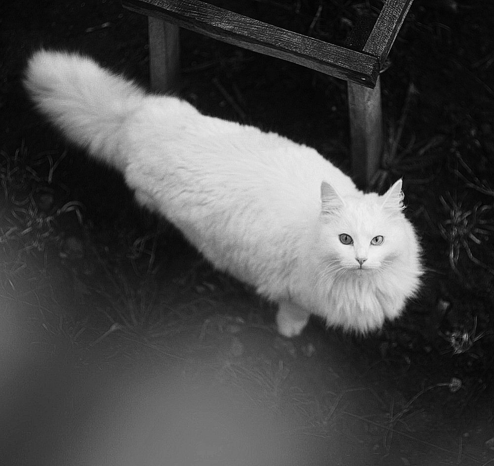 Котаны